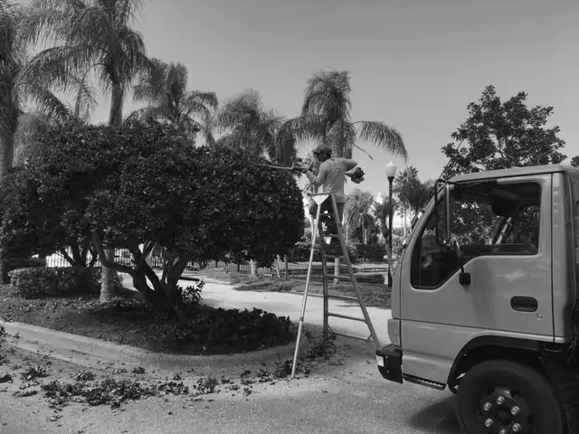 Manases lawn employee trimming a tree on ladder