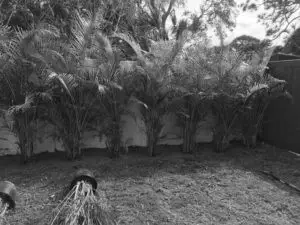 back-yard-landscaping-done-by-manases-lawn-